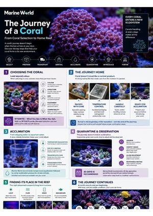 What Really Happens in Your Aquarium at Night?