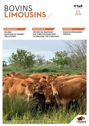 Bovins Limousins 248 / Extrait