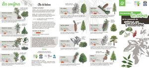 Dépliant : Découvrons les arbres de la commune de Valdeblore