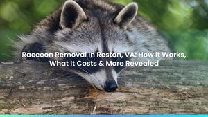 Raccoon Removal In Reston, VA: How It Works, What It Costs & More Revealed