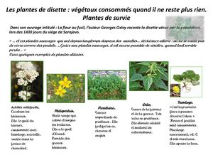 Les Plantes De Disette Sont Des Végétaux Sauvages 1