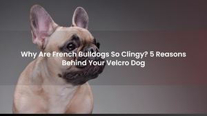 Why Are French Bulldogs So Clingy? 5 Reasons Behind Your Velcro Dog