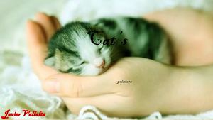 Cat's