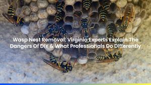 Wasp Nest Removal: Virginia Experts Explain The Dangers Of DIY & What Professionals Do Differently