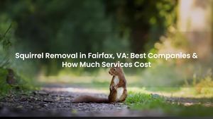 Squirrel Removal in Fairfax, VA: Best Companies & How Much Services Cost