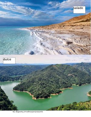 Salado Y Dulce