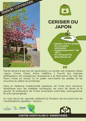 Cerisier Du Japon