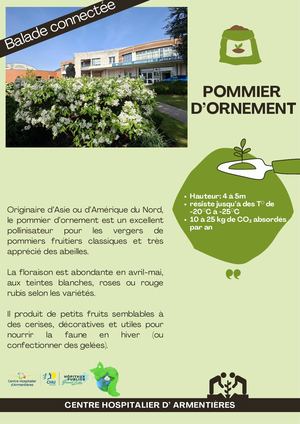 Pommier D'ornement