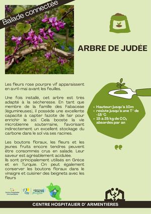 Arbre De Judée