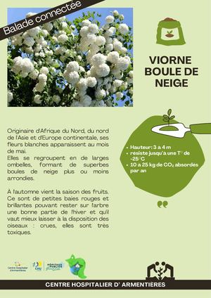 Viorne Boule De Neige