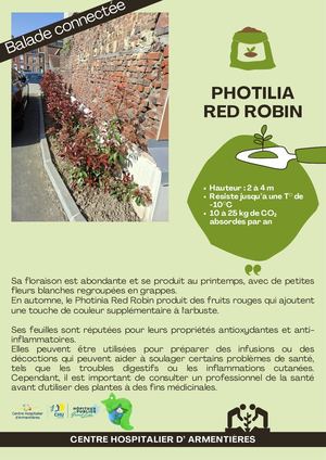 Photilia Red Robin