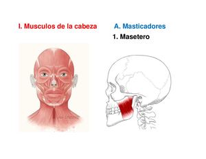 Musculos