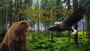 Reproduccion Animal