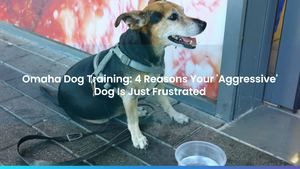 Omaha Dog Training: 4 Reasons Your 'Aggressive' Dog Is Just Frustrated