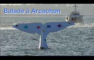 Arcachon 2026