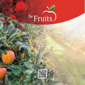 be Fruits - brochure 2026