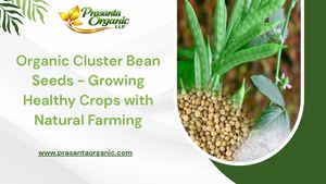 Organic Cluster Bean Seeds - Growing Healthy Crops with Natural Farming