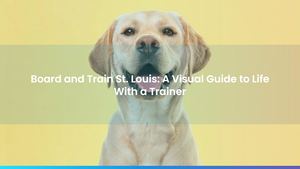 Board and Train St. Louis: A Visual Guide to Life With a Trainer
