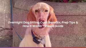 Overnight Dog Sitting Cost: Benefits, Prep Tips & How It Works - Visual Guide