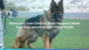 Board and Train Omaha: What Happens When Your Dog Leaves Home - Visual Guide