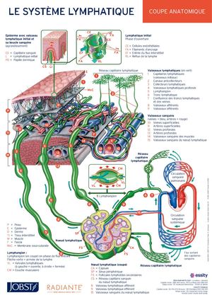 2607 13 Syst Lymphatiq Poster 297x420 Pdf Calameo